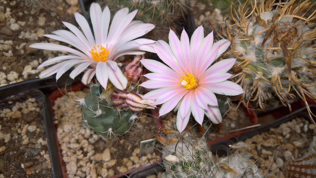 TURBINICARPUS  dickisoniae